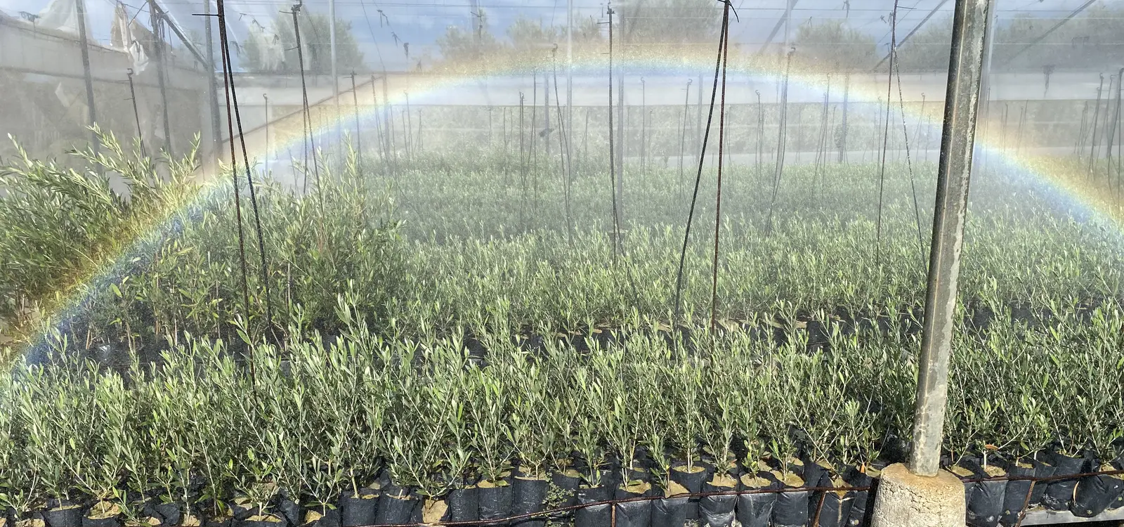 Naves de cultivo del vivero de Medifer en Puente Genil (C&oacute;rdoba)