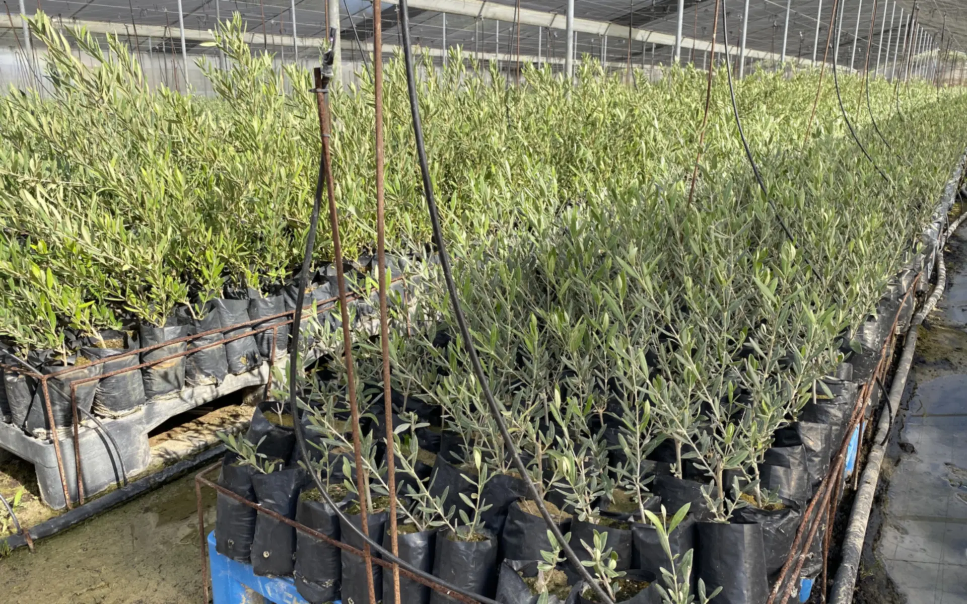 Plantones de olivo en las naves del vivero de Medifer en Puente Genil (Córdoba)