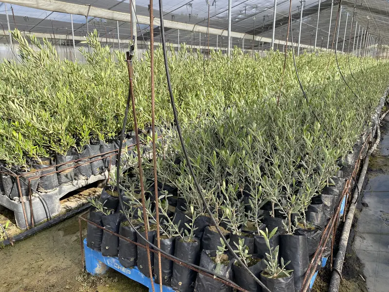 Plantones de olivo en maceta sobre palets en la nave del vivero
