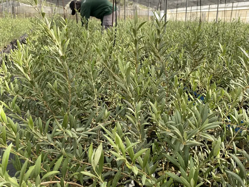 Operario revisando la planta en la nave de cultivo