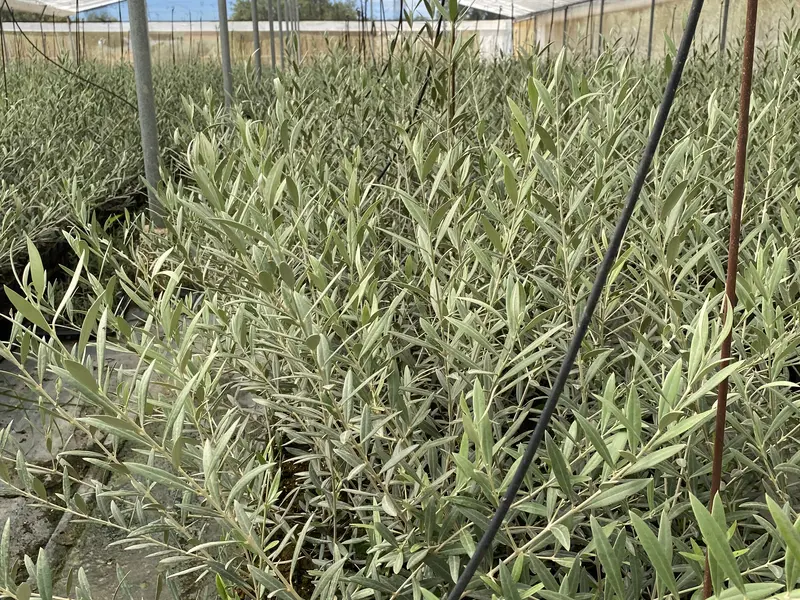 Pasillo entre plantones de olivo bajo malla de sombreo