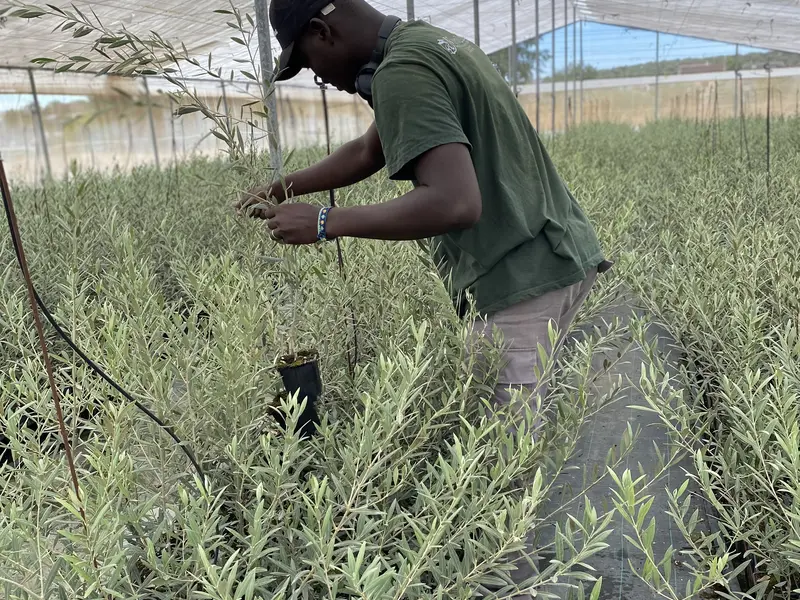 Operario preparando un plant&oacute;n de olivo en el vivero