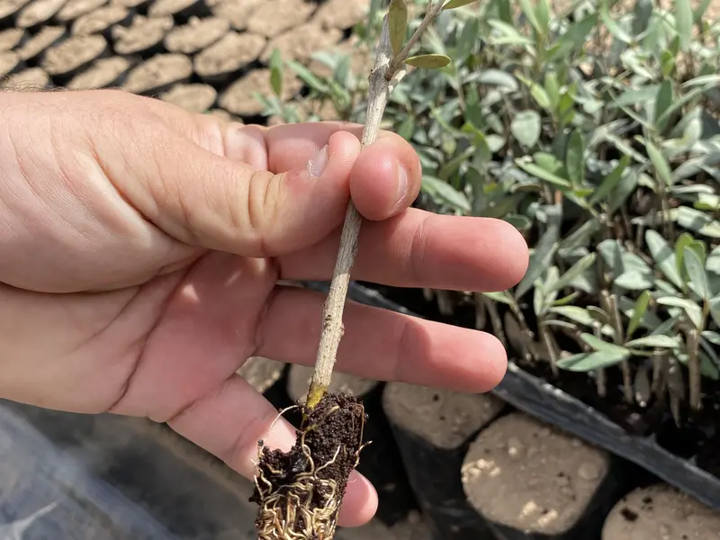 Plant&oacute;n de olivo con el cepell&oacute;n bien formado