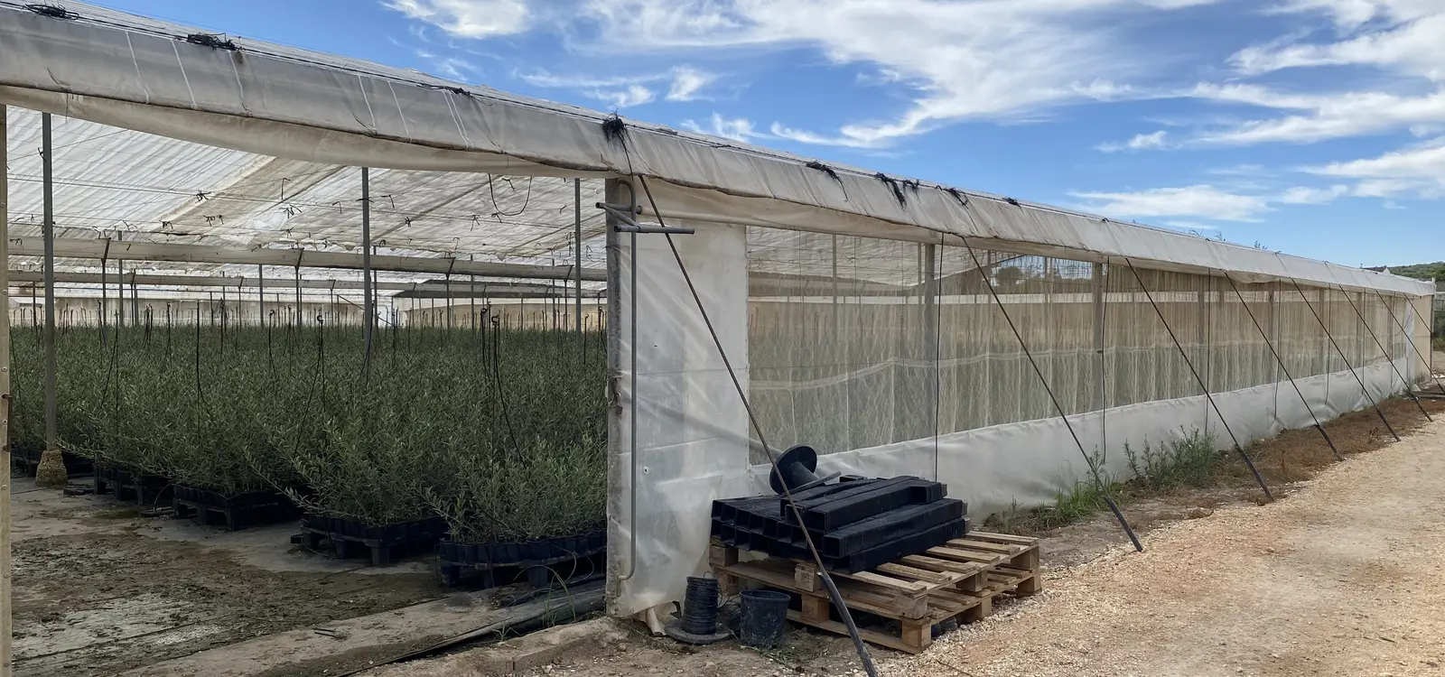 Naves de cultivo del vivero de Medifer en Puente Genil (C&oacute;rdoba)